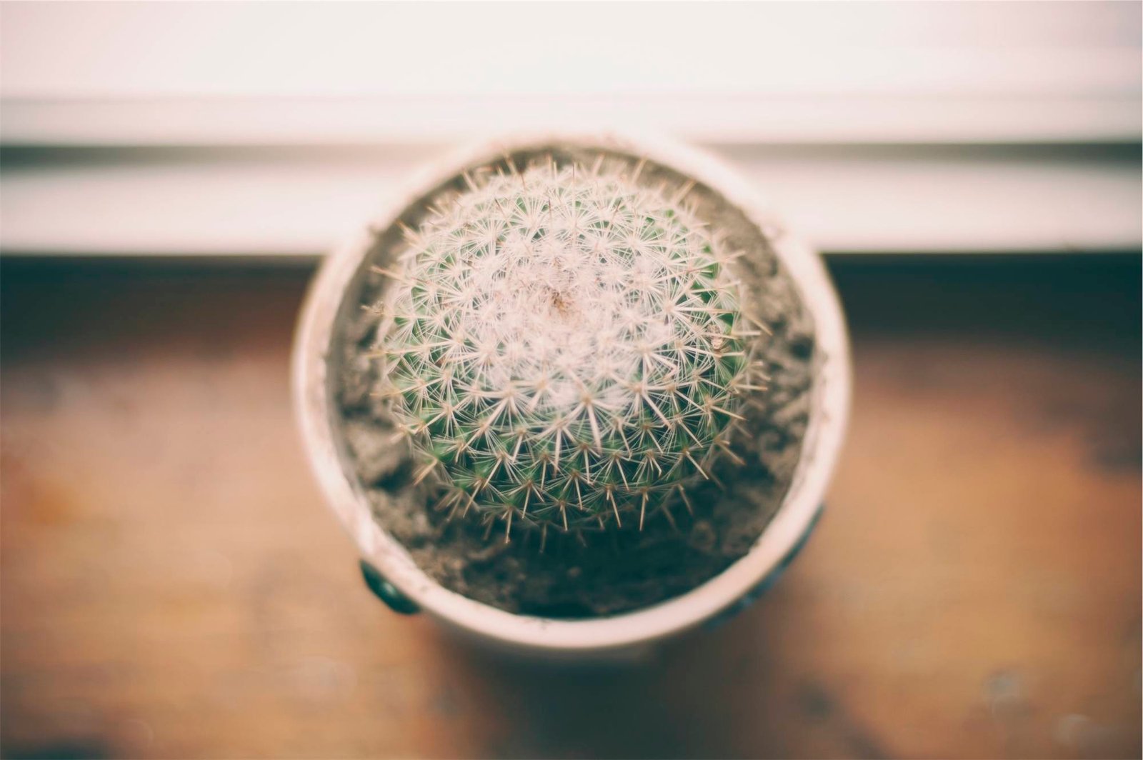 Barrel Cactus